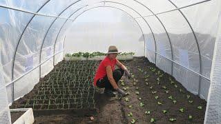 MONTAGEM E PLANTIO NA ESTUFA NOVA-VIVER NO CAMPO EM PORTUGAL