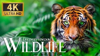 Discovery Kingdom Wildlife 4K  Uncovering Relaxation Stunning Animals Film with Calm Piano Music
