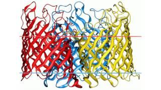 General bacterial porin family