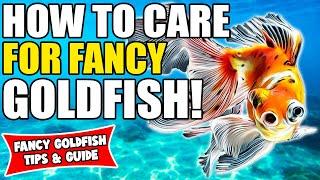 How To Care For Fancy Goldfish | Fancy Goldfish Care Guide | Fancy Goldfish For Beginners