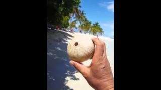 Alexdominicana   ДОМИНИКАНА Морские звезды и дохлый морской ёж