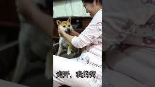 主人进入了柴犬的狗窝后，柴犬看傻了