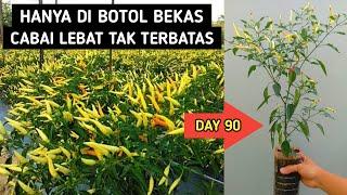 Cara Menanam Cabai Rawit di Botol Bekas dari Biji Sampai Panen | Agar Cabe Pendek Berbuah Lebat