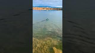 Dachshund Duck Hunting - Peppa takes on two ducks in a row