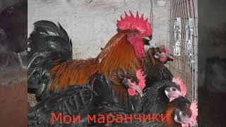 Отказались от маранов/// плюсы и минусы породы Маран/// куры несущие цветное яйцо