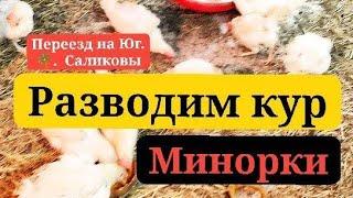 ▶️ Купили 50 курей! Минорки. Переезд на Юг. Виктор Саликов.