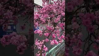 Japan, Sakura blooms and Rain. Japan Vlog. Sakura in Rain like in Anime.