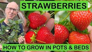 STRAWBERRY MASTERCLASS – HOW TO GROW IN POTS & BEDS – PLANTING TO HARVEST