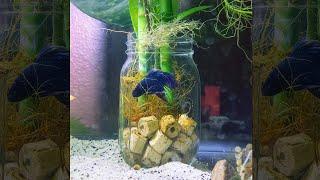 this is ACTUALLY big enough for betta fish | Fish Tank Review 169