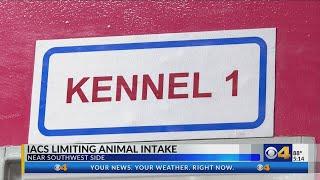 IACS limits intake of animals after recent dog death at shelter