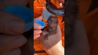 Firefighters in Brazil rescue baby marmoset from forest fire