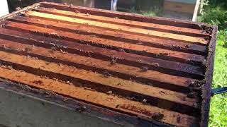 Champlain Valley Apiaries - Harvest 2017