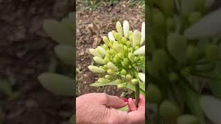 Love Agapanthus but they aren’t cold hardy to your USDA Zone? 