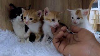 Mama cat and her kittens are happy after being rescued and their bed changed on day 10.