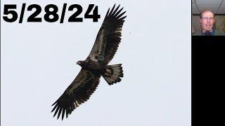 [89] Swamp Sparrow, Juvenile Bald Eagle on a Windy Day at the Braddock Bay Hawk Watch, 5/28/24