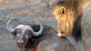 Lion vs Buffalo, Lion kills Buffalo Wildlife Video(Graphic)