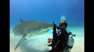Beautiful face to face encounter with a Tiger shark.