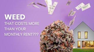 What Are The Most Expensive Weed Strains In The World?