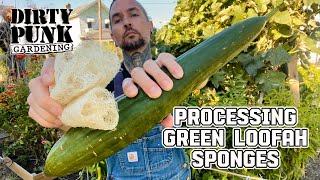 How I process my green loofa for sponges.