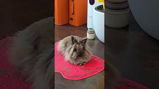 Bunny Diary: Home Run #lionheadrabbit #bunny #rabbit #bunnies #rabbit