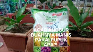 PUPUK UNTUK MENAMBAH RASA MANIS PADA BUAH ANGGUR