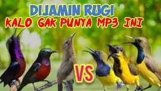 MP3 Pikat Ini Bikin SOGON DAN KONIN Ngamuk