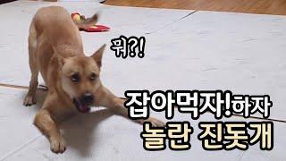잡아먹자! 하면 도망가는 진돗개ㅣ 진돗개계피 ㅣ Korean Jindo Dog