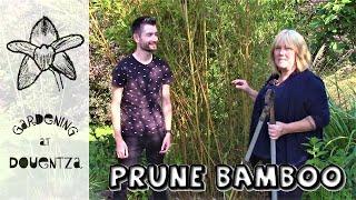 How to Prune Bamboo || Collab with @niallgardens