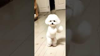 Super Dog And Cat Dance️#pet#petlover#funny#shorts