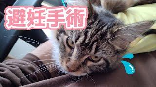 愛猫の避妊手術を受けました│メリット・デメリット【メインクーン】