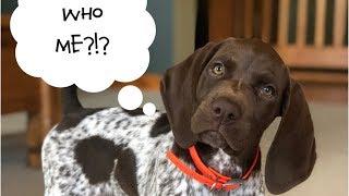 Teach Your Puppy To Stop Biting - Upland Bird Dog Training