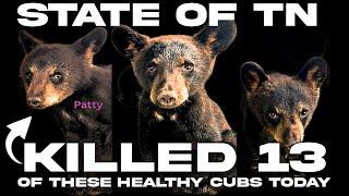 GATLINBURG, TN: TWRA KILLED 13 HEALTHY ORPHAN BEAR CUBS TODAY & NO ONE CAN DO ANYTHING ABOUT IT