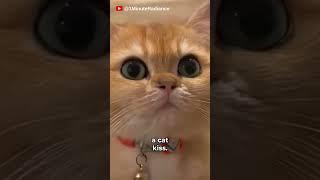 Why Cats Blink Slowly at You It’s Their Love Language! 