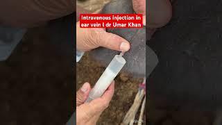 Intravenous injection l dr Umar Khan