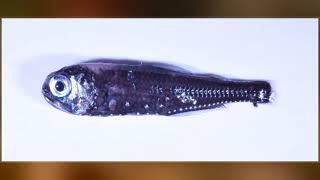 Lanternfish