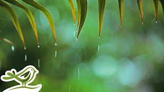 Rainy Piano Radio ️ Relaxing Music with Rain Sounds 24/7