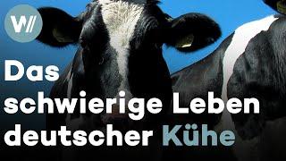 Leben einer Hochleistungskuh - Rinderzucht in Deutschland (Dokumentarfilm "Die schöne Krista", 2013)