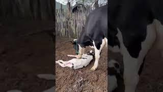 The mother cow has just given birth to her calf