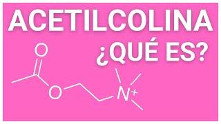 ¿Qué es la ACETILCOLINA  y cuál es su función? ¿El NEUROTRANSMISOR de la MEMORIA?