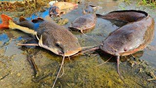 Menangkap ikan lele raksasa dalam lubang, Ikan taiger fish, ikan gabus, ikan hias, ikan koi, lobster