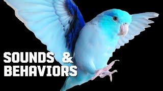 Parrotlets As Pets ️ Parrot Body Language Sounds & Behavior Meanings Wiggle Neck