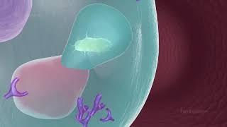 Humoural immune response