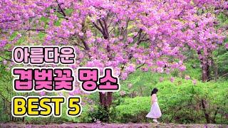 Beautiful Cherry Blossom Landmarks in Korea