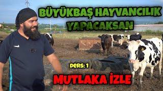 BÜYÜKBAŞ HAYVANCILIK NASIL YAPILIR | SÜT HAYVANCILIĞI GİRİŞ DERSİ