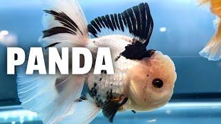 Jumbo PANDA GOLDFISH unboxing