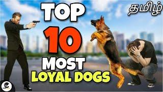 Top 10 விசுவாசமான நாய்கள் | most loyal dogs that will give their life for you | canine empire