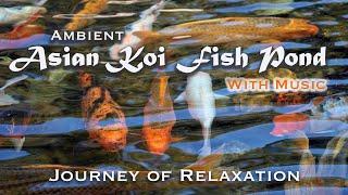 Japanese Koi Pond - Please Subscribe