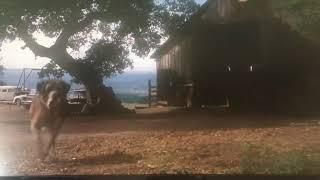 Cujo car attack scene