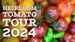 Growing heirloom tomatoes | This is how I grow mine