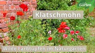 Klatschmohn – Das Ackerwildkraut im Naturgarten | MDR